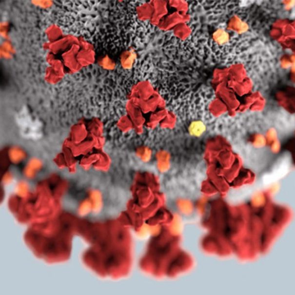 Close-up illustration of a coronavirus particle showing a gray sphere with red spike proteins and small orange and yellow elements on its surface.